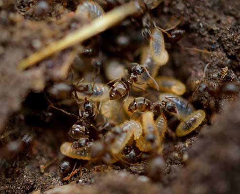 495 termites morten jakob pedersen nvpiA6WS3zU unsplash